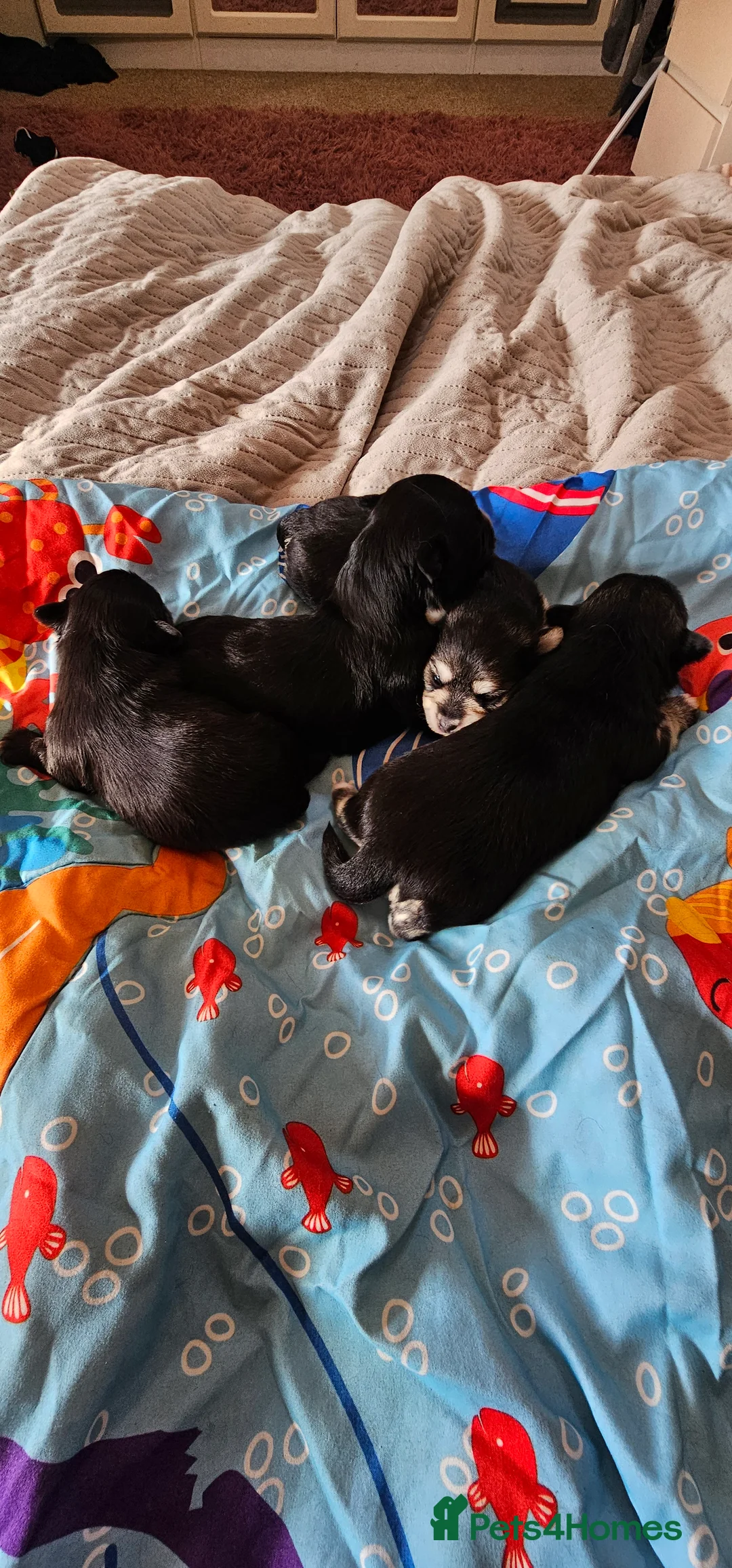 Morkie dogs for sale: Morkie puppies (2 girls and 1 boy) - Advert 3