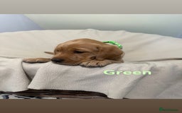 Labrador Retriever dogs for sale: Ready to leave! Beautiful KC Fox Red Labrador Girl - Image 13