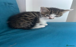 Domestic Shorthair cats for sale: Kittens looking for their forever home  - Image 7
