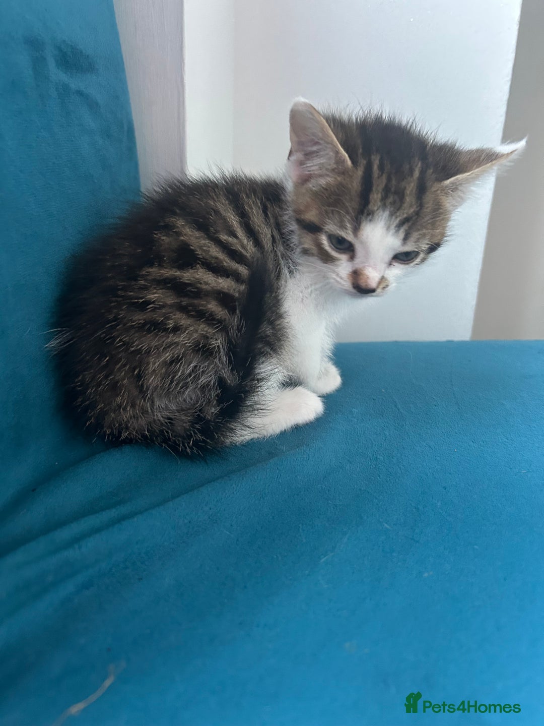 Domestic Shorthair cats for sale: Kittens looking for their forever home  - Image 7
