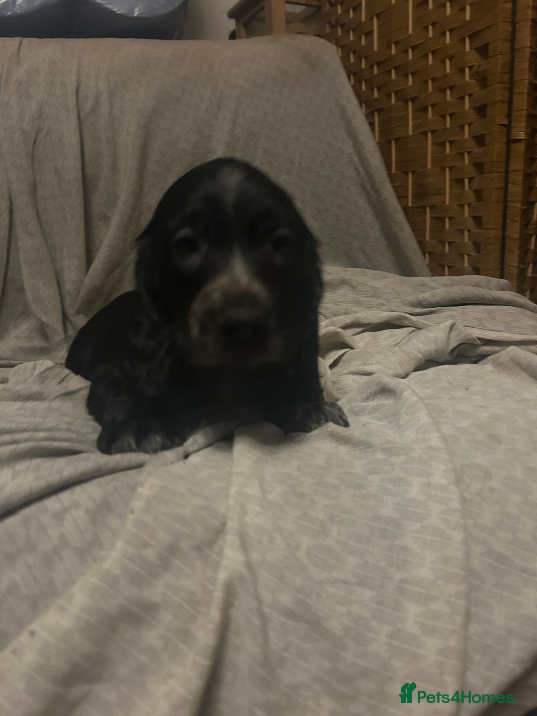 Cocker Spaniel dogs for sale: Cocker Spaniel Puppies - Advert 7
