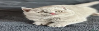 British Shorthair 2 reserved 