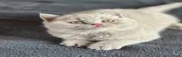 British Shorthair cats for sale: Champion British shorthair kittens very rare  - Advert 20
