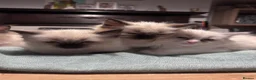 Ragdoll cats for sale: Ragdoll kittens for sale - Advert 7