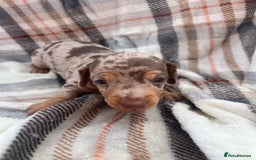 Miniature Dachshund dogs for sale: 5⭐️BREEDERS🏆KCREG🌸6GIRL💙1BOY🩺HEALTH TESTED🧬 - Image 16