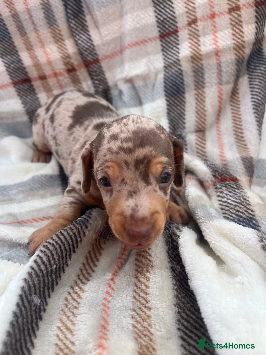 Miniature Dachshund dogs for sale: 5⭐️BREEDERS🏆KCREG🌸6GIRL💙1BOY🩺HEALTH TESTED🧬 - Image 16