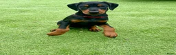 Dobermann dogs for sale: European Doberman puppies 3 available!! - Advert 12