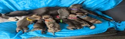 Mixed Breed dogs for sale:  adorable Mali mix  puppies in Llanelli - Advert 4