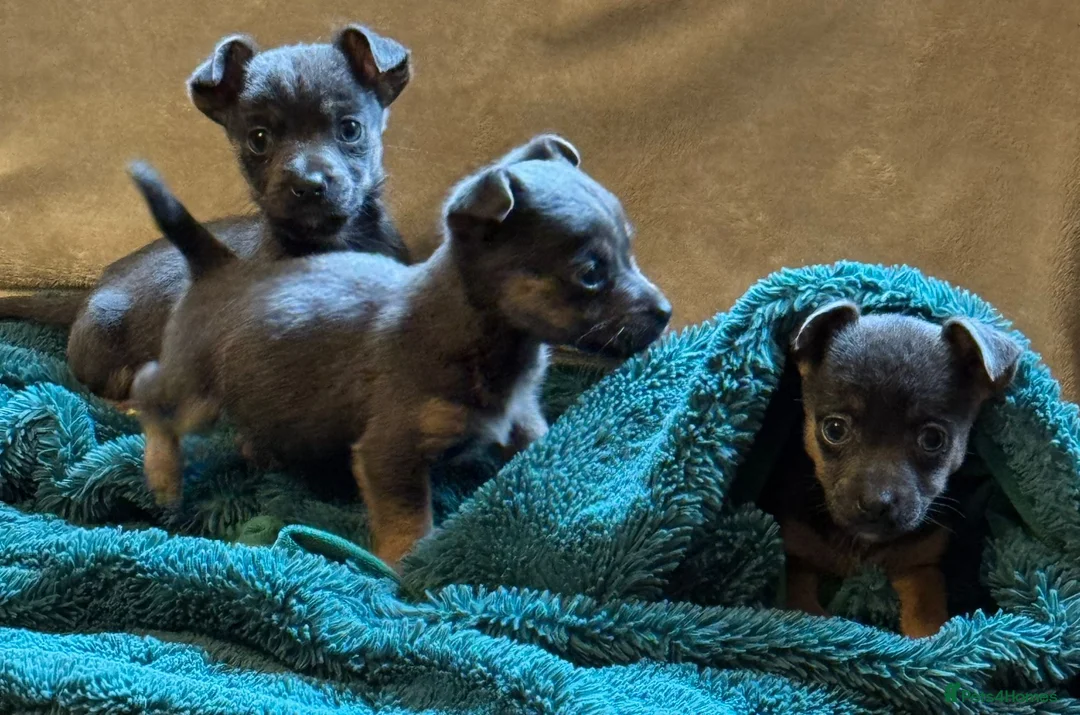 Jack Russell dogs for sale: Miniature much Wenlock puppies - Advert 4