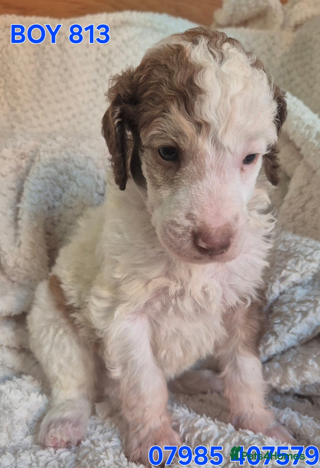 Standard Poodle dogs for sale: KC reg Brown Parti & phantom Standard Poodle pups - Image 32