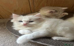 Ragdoll cats for sale: 2 Ragdoll Sisters - Image 5