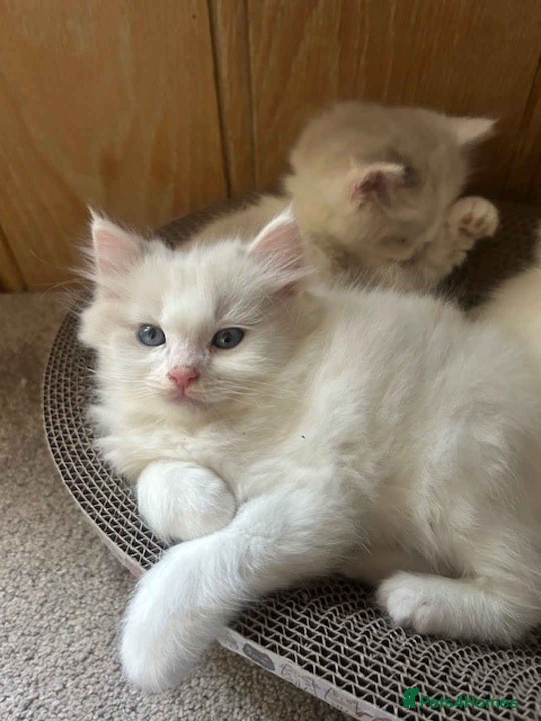 Ragdoll cats for sale: 2 Ragdoll Sisters - Image 5