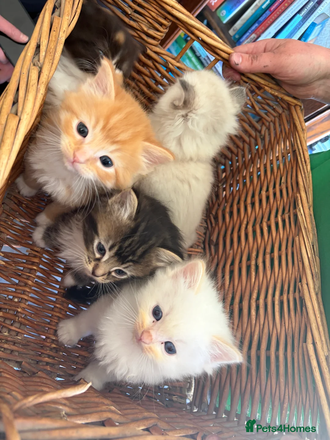 Ragdoll cats for sale: 75% Fabulously “Ragdoll” kittens  - Advert 2