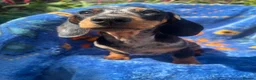 Miniature Dachshund dogs for sale: Gorgeous kaninchen/miniature puppies - Advert 7