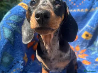 Miniature Dachshund dogs Gorgeous kaninchen/miniature puppies - Advert 1