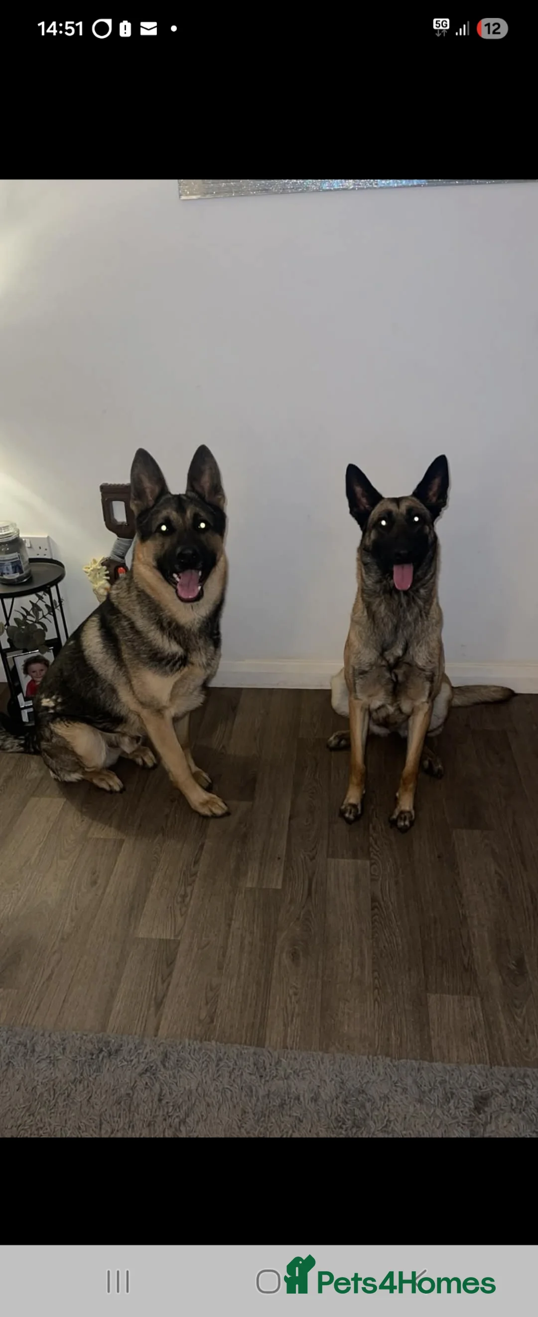 Mixed Breed dogs for sale: Belgian malinois in Warrington - Advert 5