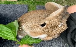 Netherland Dwarf rabbits for sale: Bonded pair of Netherlands Dwarfs - Image 7