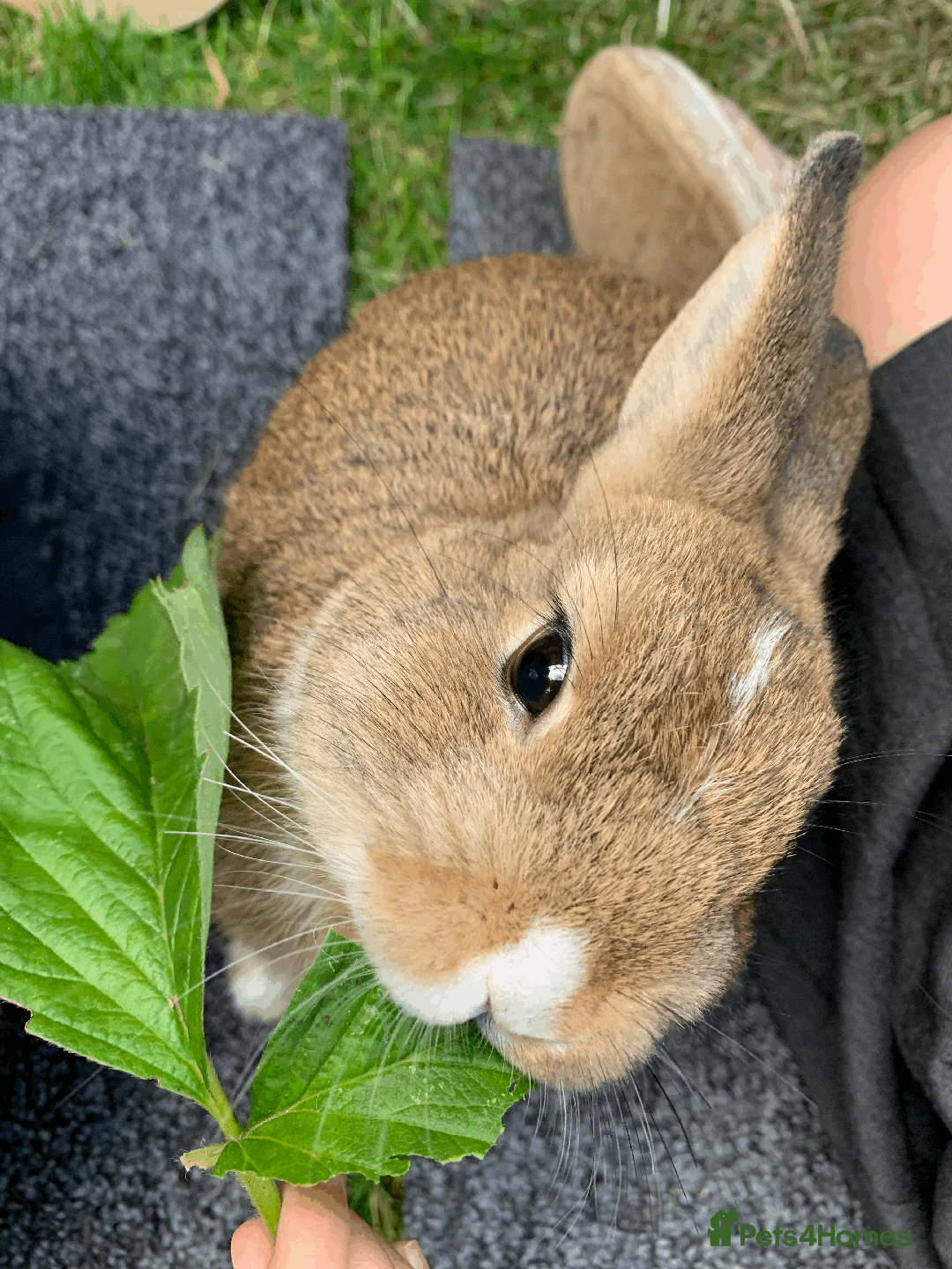 Netherland Dwarf rabbits for sale: Bonded pair of Netherlands Dwarfs - Image 7