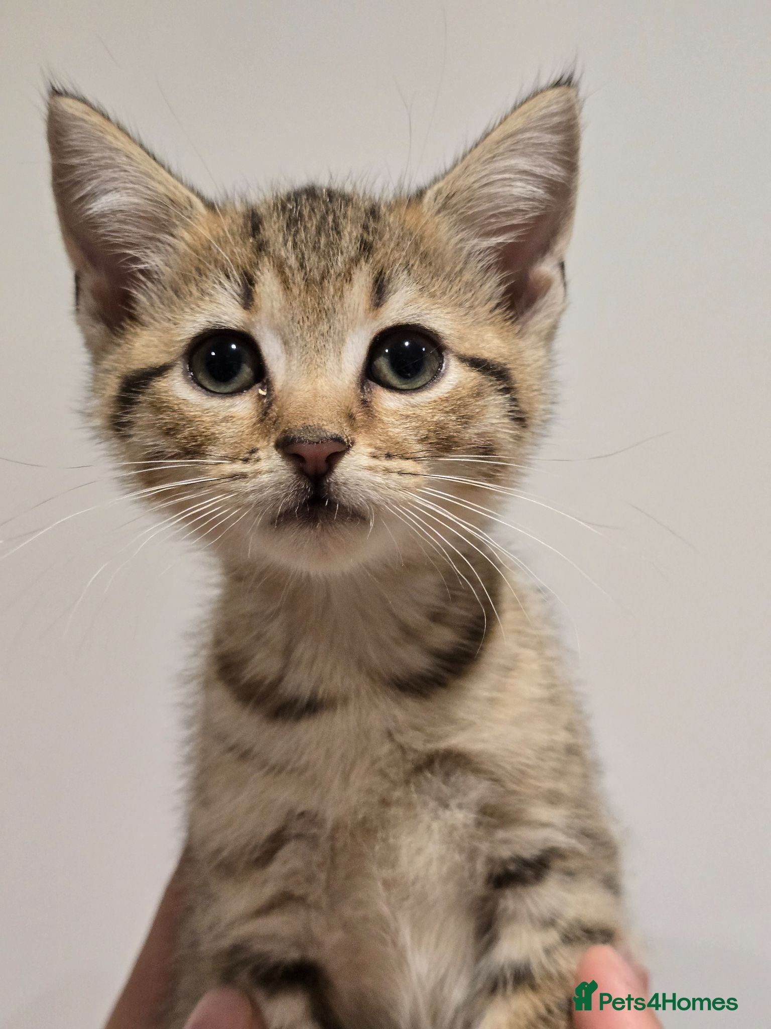 Mixed Breed cats Scottish Straight Cross Kittens  - Advert 4