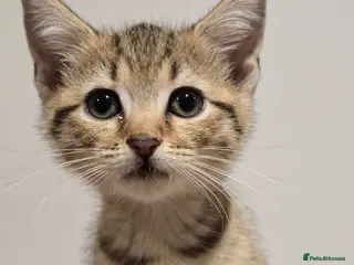 Mixed Breed cats Scottish Straight Cross Kittens - Advert 4