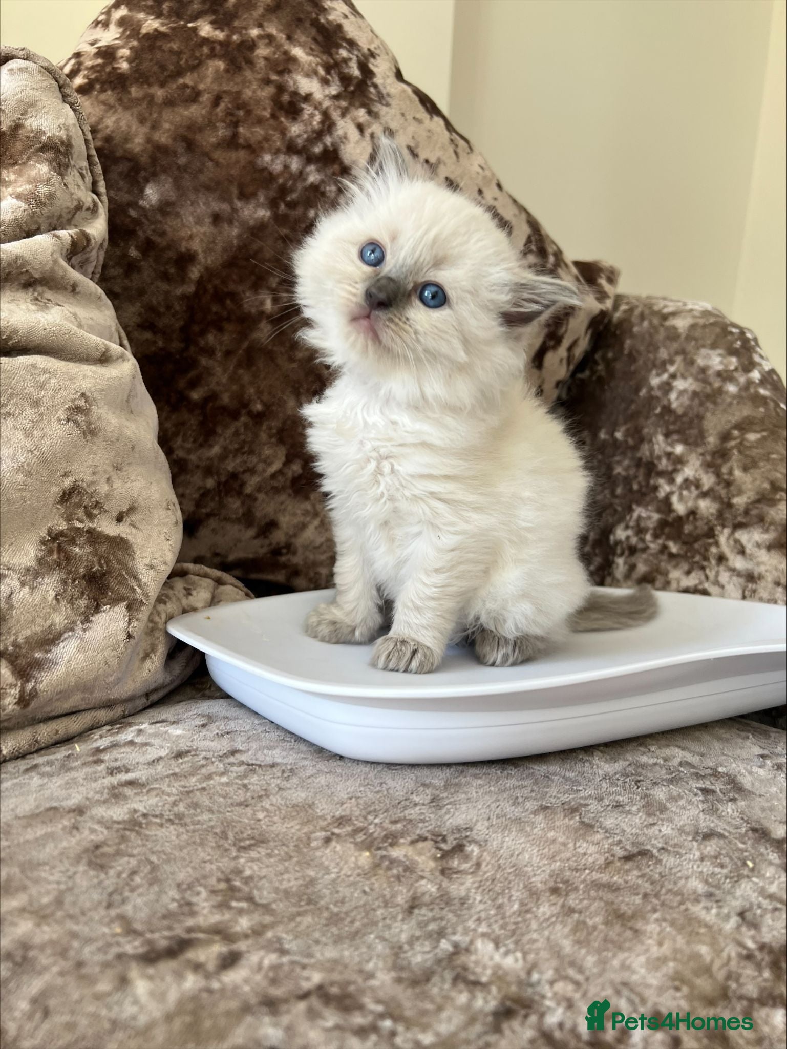 Ragdoll cats Exceptional Ragdoll Kittens - Advert 2