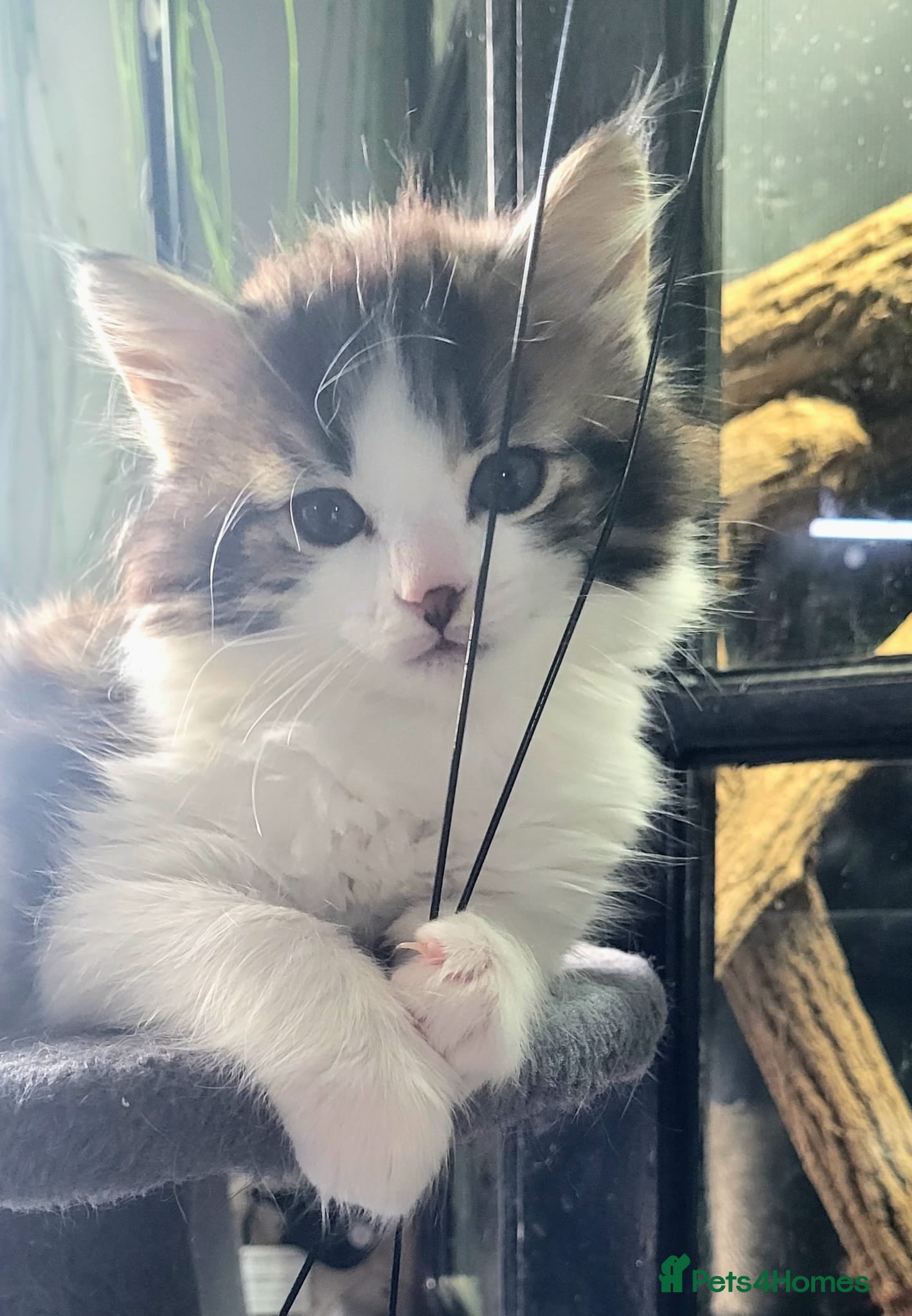 Mixed Breed cats 4 kittens (mother is a snow Bengal x Russian Blue - Advert 1