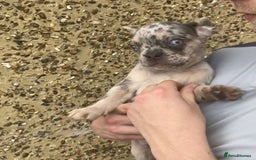French Bulldog dogs for sale: Beautiful French bulldog puppies  - Image 33