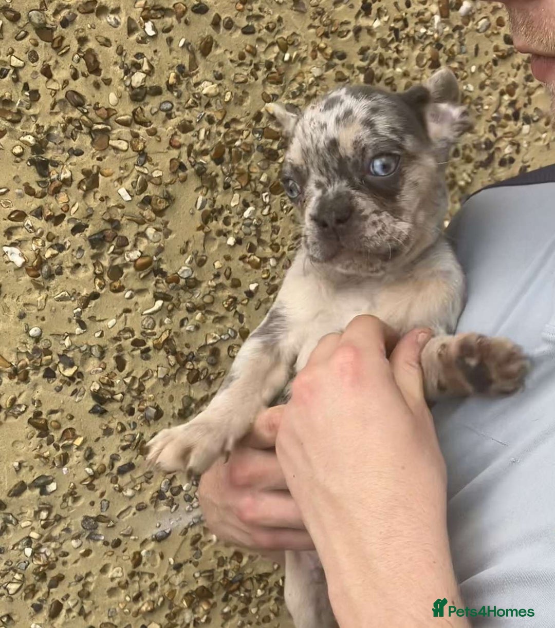 French Bulldog dogs for sale: Beautiful French bulldog puppies  - Image 33