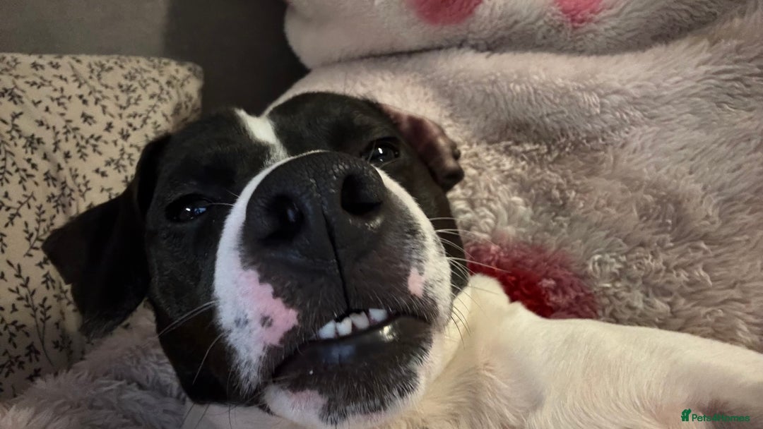 Mixed Breed dogs for sale: Eddie  - Advert 17