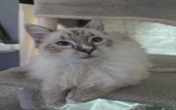 Ragdoll cats for sale: Ragdoll kitten - Advert 1