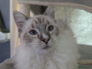 Ragdoll cats for sale: Ragdoll kitten - Advert 1