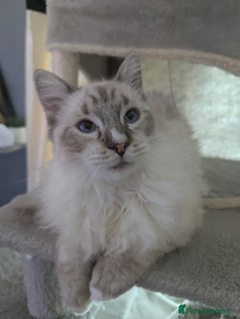 Ragdoll cats Ragdoll kitten - Advert 1