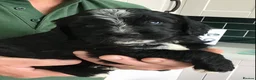 Saint Berdoodle dogs for sale: Striking and Rare Saint Bernadoodle Pups - Advert 31