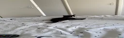 Domestic Shorthair cats for sale: White black cat  - Advert 9
