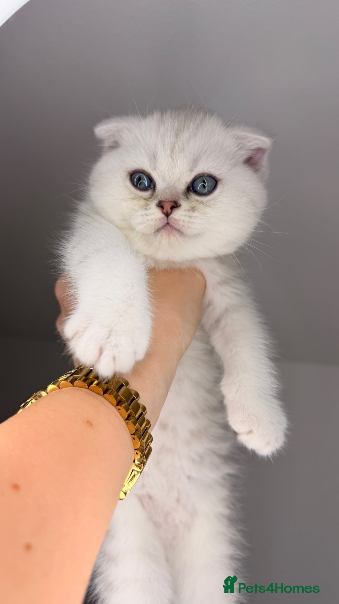 Scottish Fold cats Scottish fold/straight kittens - Advert 1