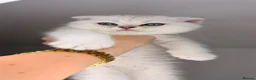Scottish Fold cats for sale: Scottish fold/straight kittens - Advert 5