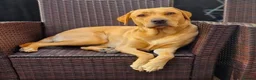 Labrador Retriever dogs for sale: Lab puppies B&G in Great Yarmouth - Advert 1