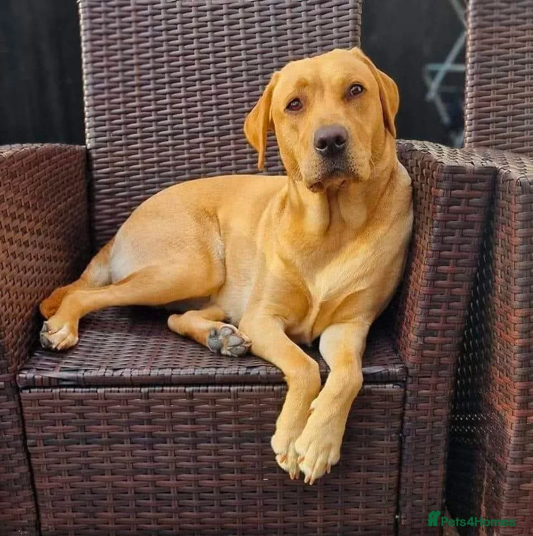 Labrador Retriever dogs for sale: Lab puppies B&G in Great Yarmouth - Advert 1