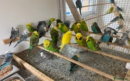 Budgerigars birds for sale: Budgies for sale  - Image 6