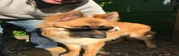 German Shepherd dogs for sale: Beau....German Shepherd  - Advert 2