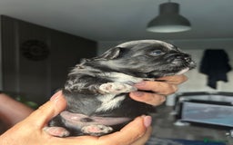 Mixed Breed dogs for sale: Stunning Lhasa apso x puppies  - Image 3