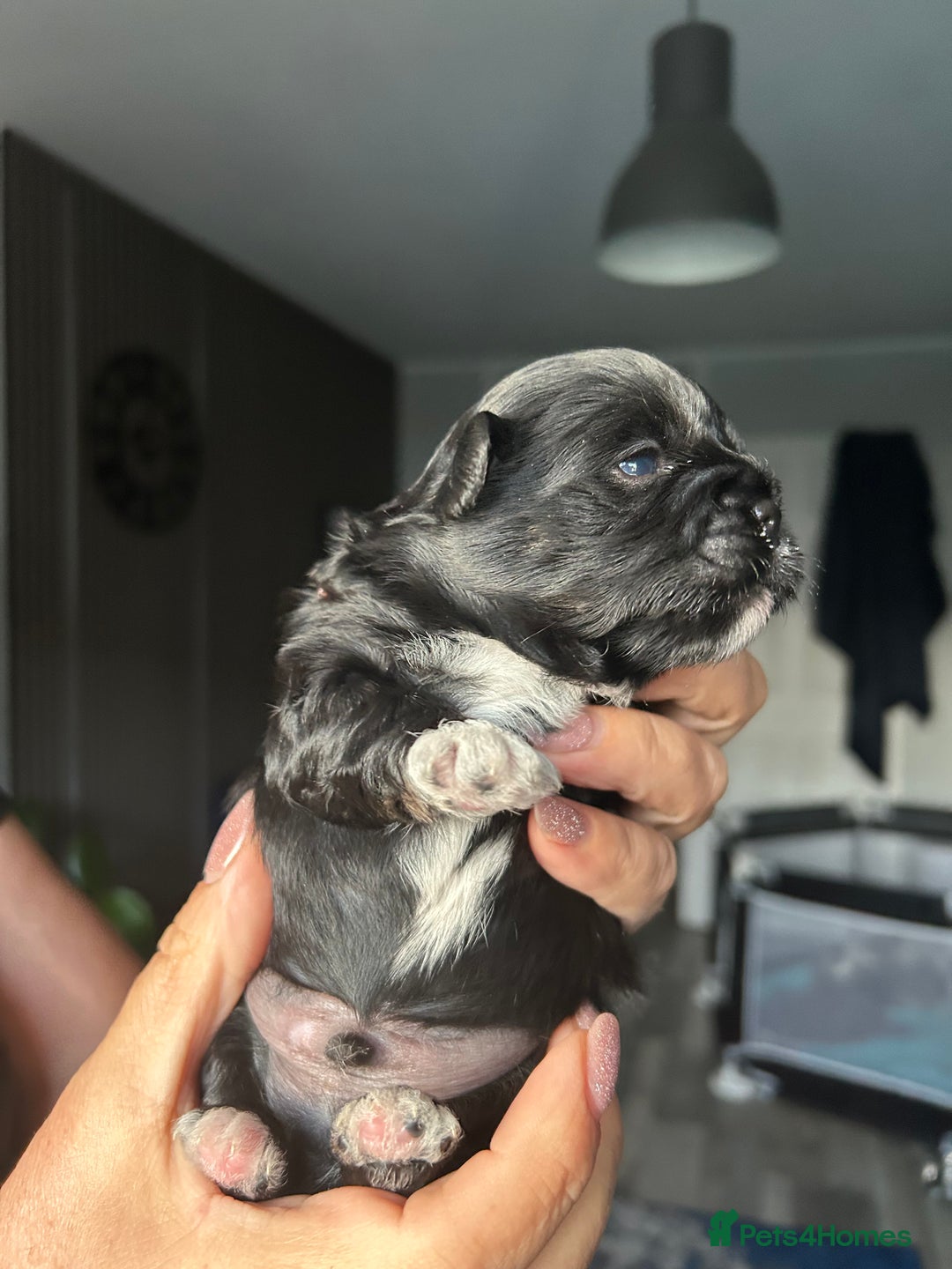Mixed Breed dogs for sale: Stunning Lhasa apso x puppies  - Image 3