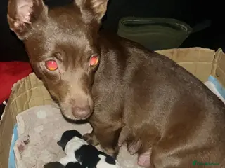 Jack Russell dogs Miniature Jack Russel - Advert 6