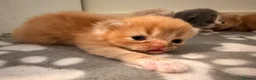 Mixed Breed cats for sale: Exotic Persian cross kittens  - Advert 8