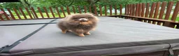 Pomeranian dogs for stud: Tiny KC lilac & tan stud  - Advert 3