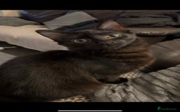 British Longhair cats for sale: Mushroom - Image 1