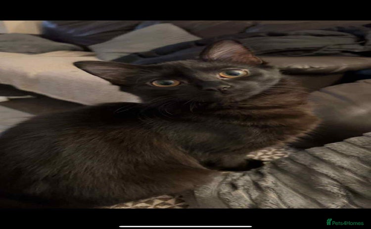 British Longhair cats - Advert 3