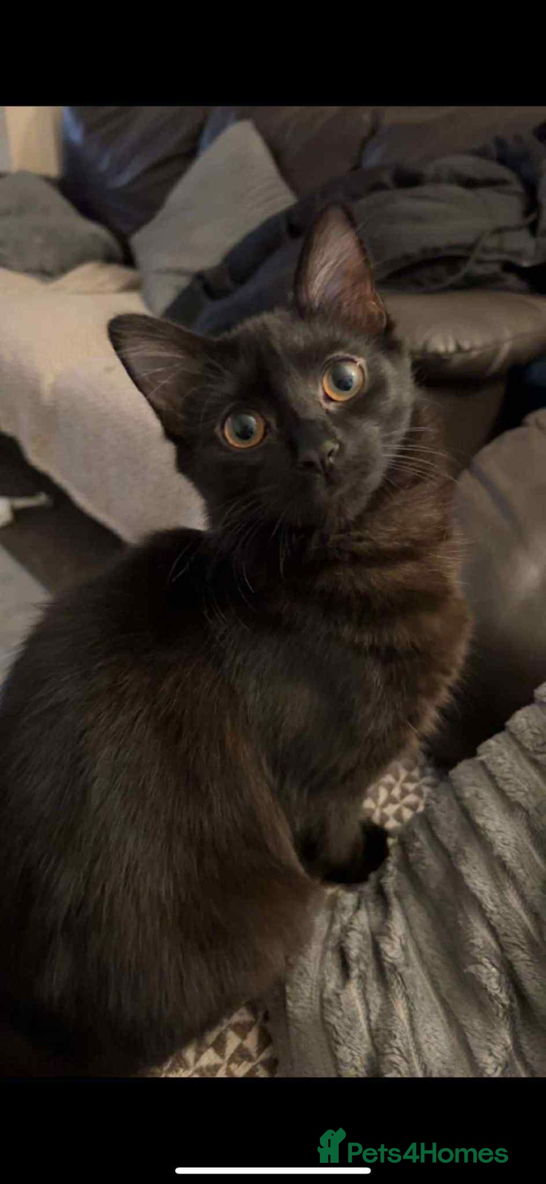 British Longhair cats for sale: Mushroom - Image 1