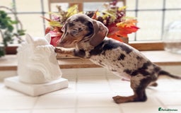 Miniature Dachshund dogs for sale: Health tested Mini dachshund puppies  - Image 3