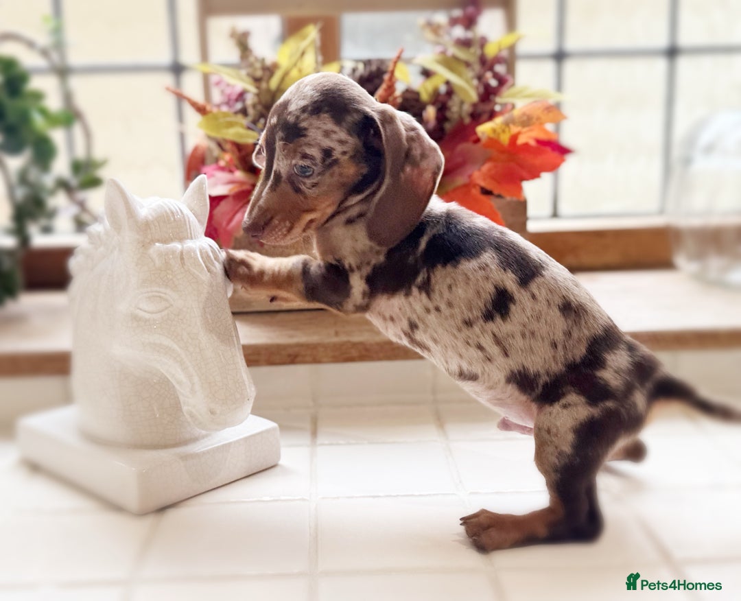 Miniature Dachshund dogs for sale: Health tested Mini dachshund puppies  - Image 3